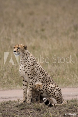 Picture of Wet cheetah